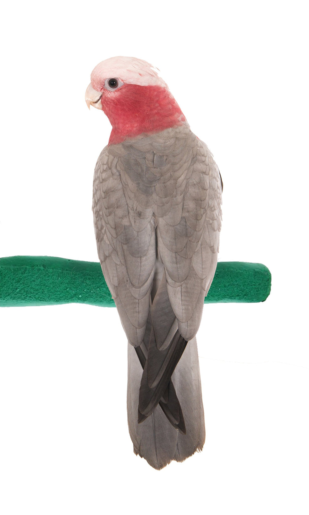 Sweet Feet and Beak comfort grip safety perch main view emphasizes durable cage attachment for birds