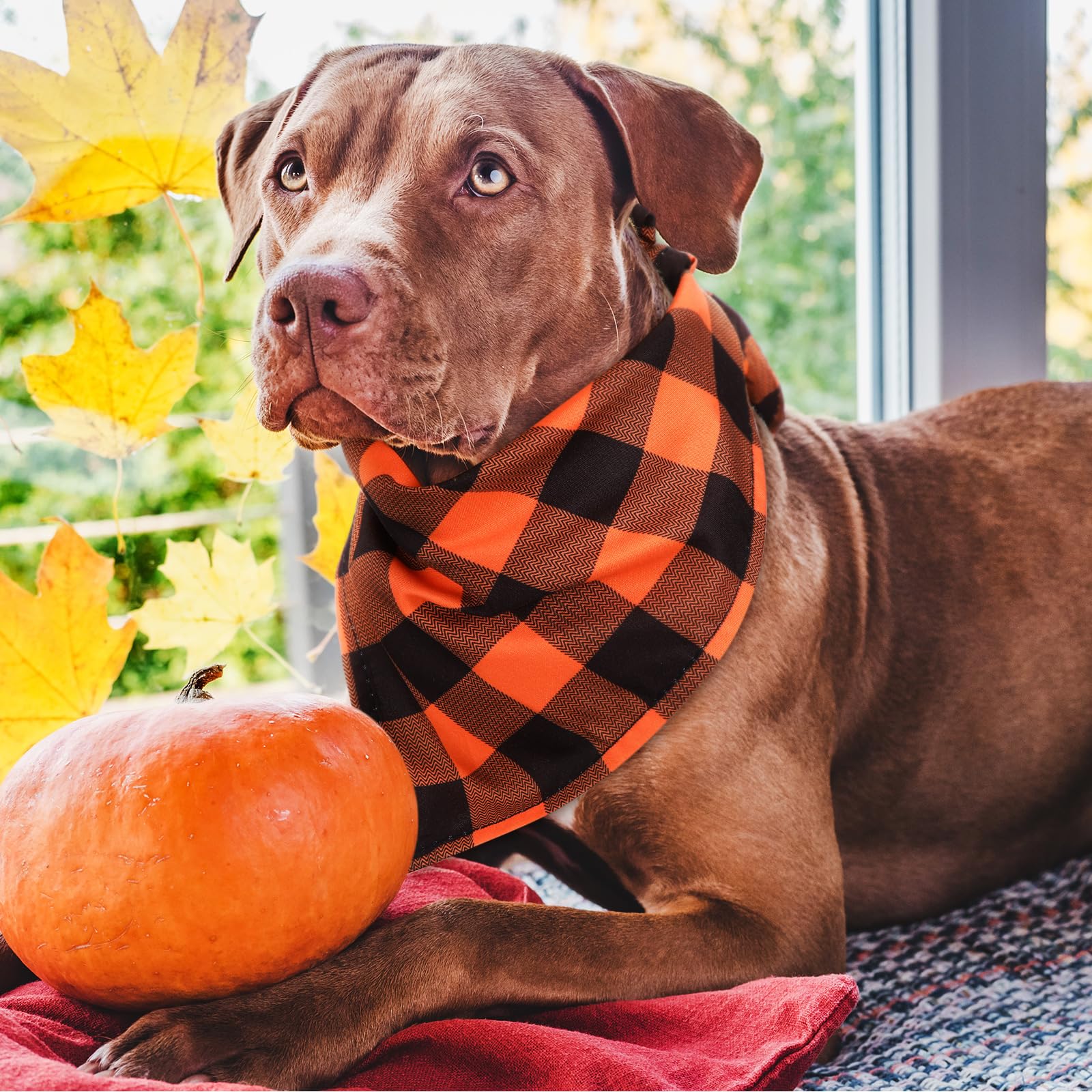 Sweetude autumn-themed dog bandana during photoshoots enhances seasonal vibe