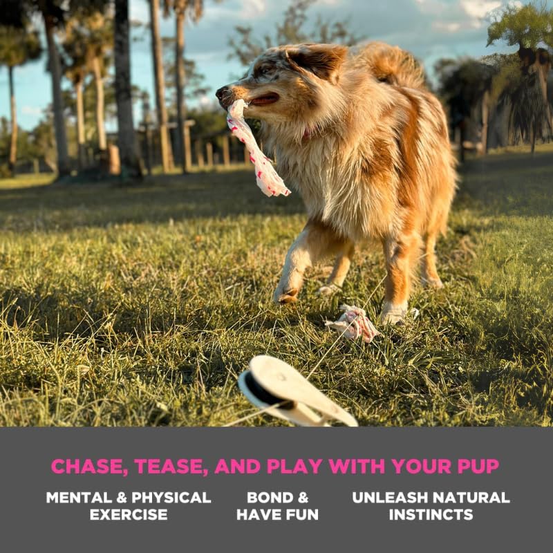 Swift Paws CHASE! interaction featured alongside Shark Tank reputation for trusted enrichment.
