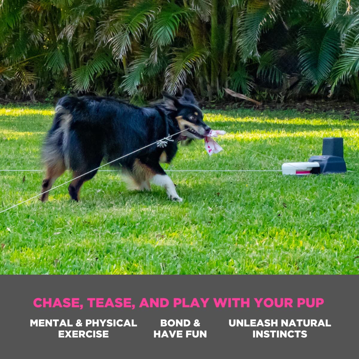 SwiftPaws tethers keep the line steady reducing tangles during workouts