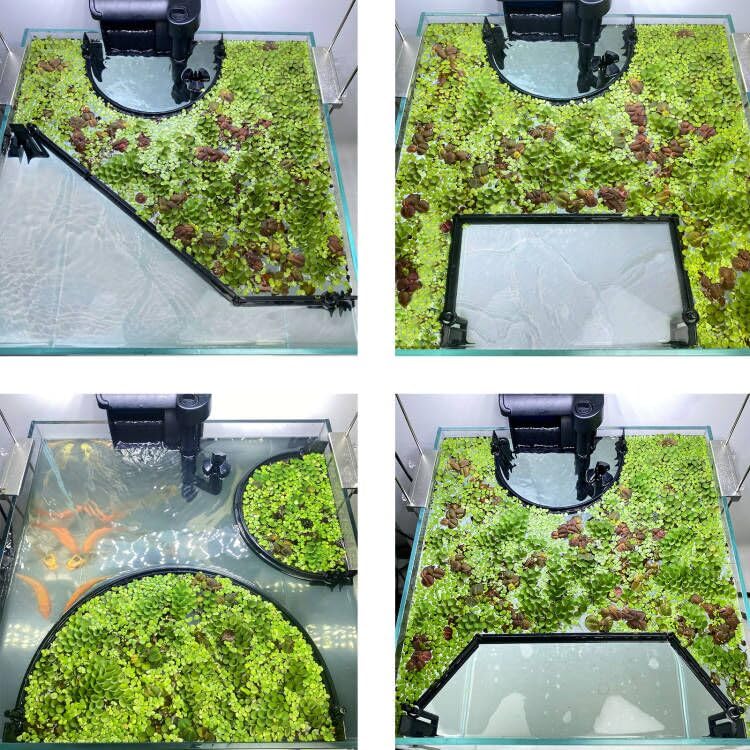 Switior floating plant corral fits all aquarium sizes and all floating plants.