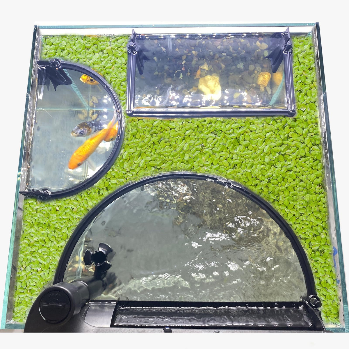 Switior floating plant corral guards duckweed in aquarium, prevents filter intake.