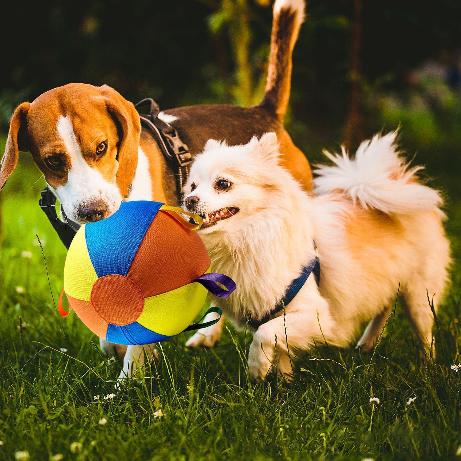 Symhobby training gift idea ball shown as versatile toy