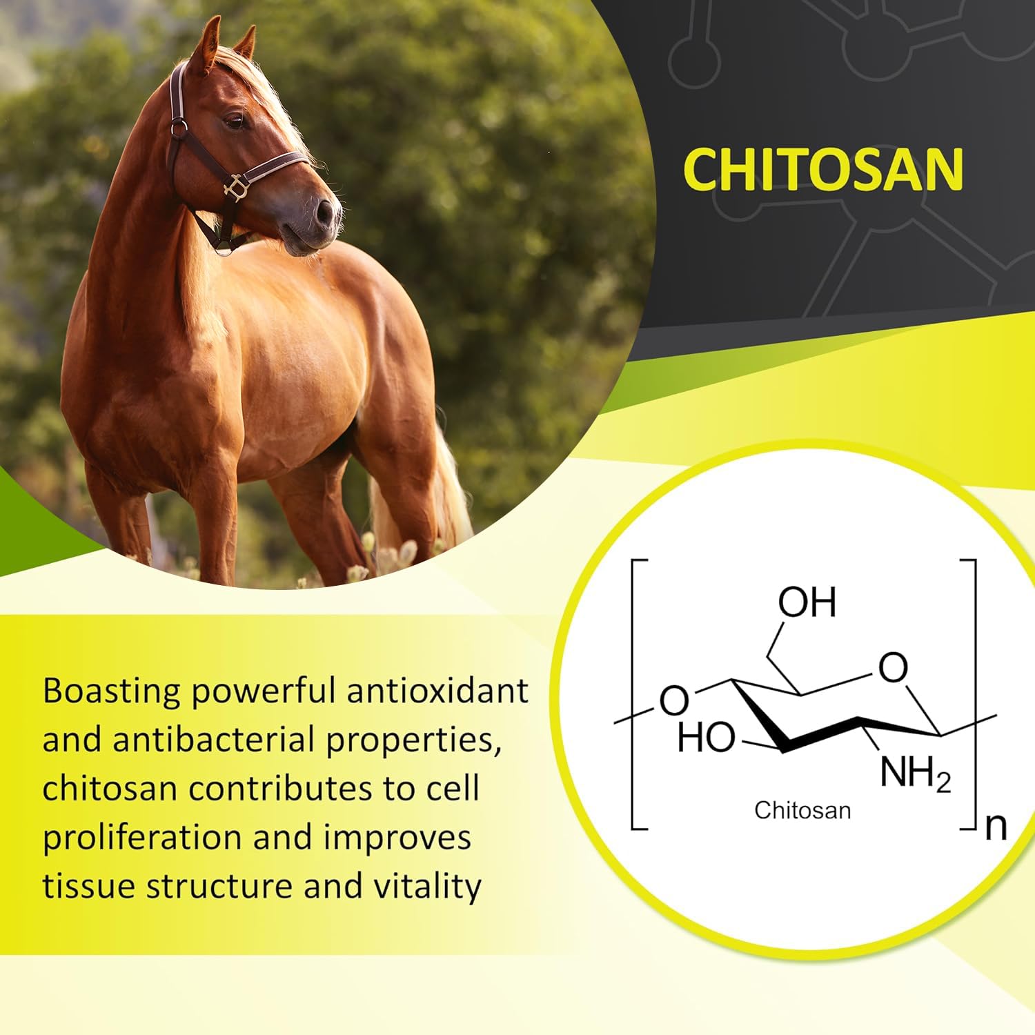 GastroMend XC packaging highlights FEI-safe, drug-free status for horses.