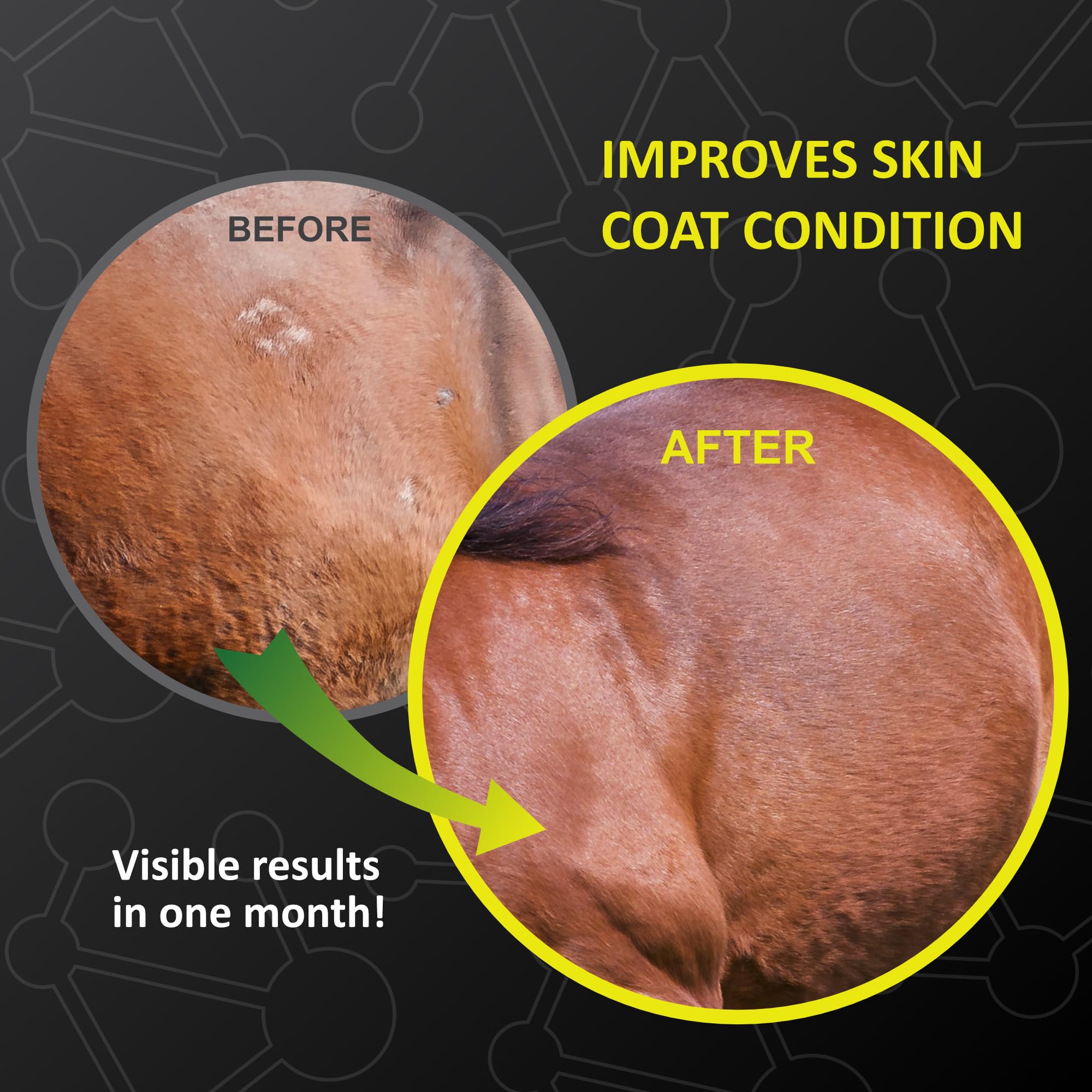 Horse with grain and GastroMend XC mixed in for digestion support.