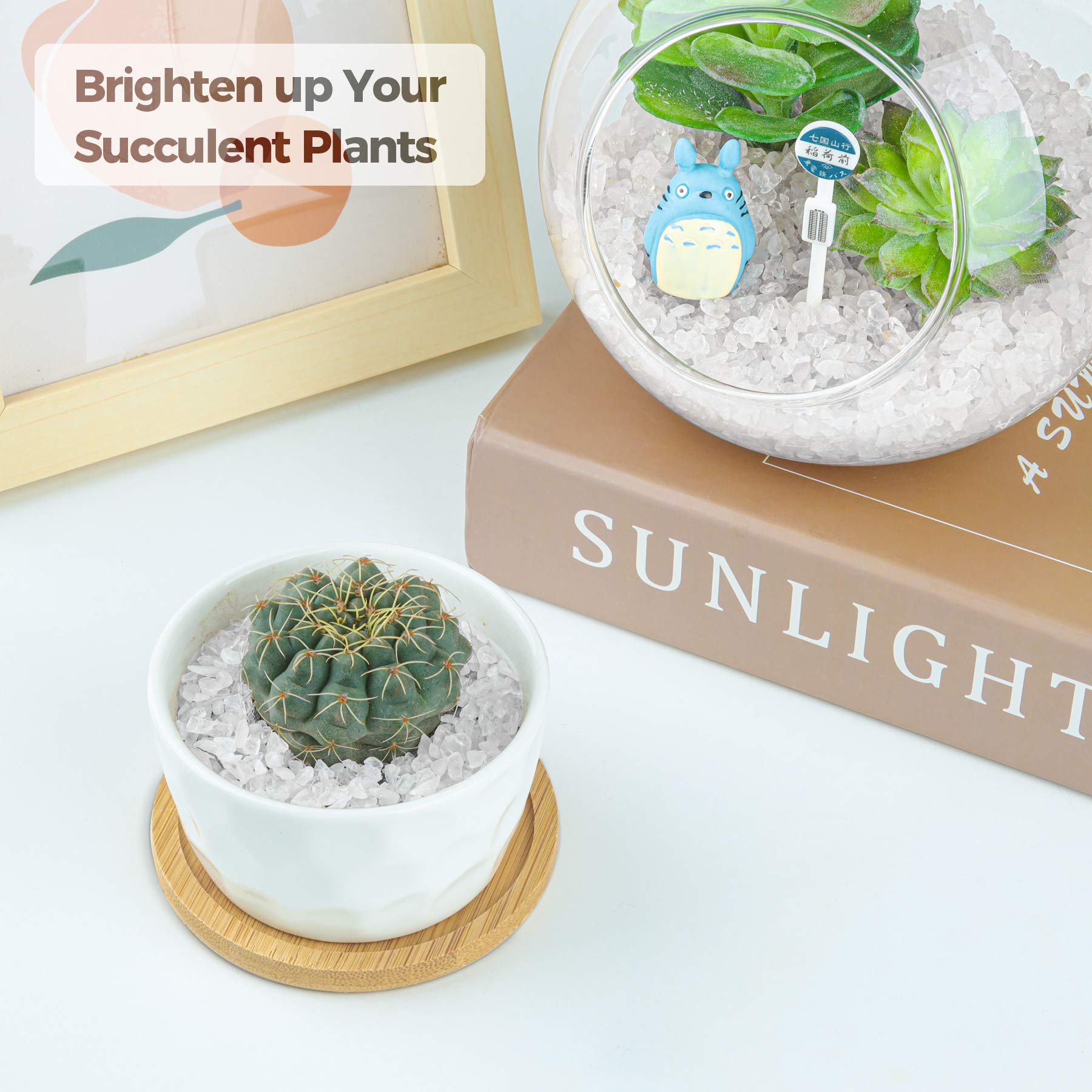 T4U quartz chips in terrarium displays for vibrant accents