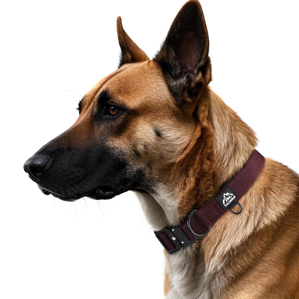 Tacwild burgundy 2xl dog collar on a large dog during hiking, built for rugged activity.