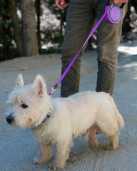 Taglory no-tangle 360 design prevents twists for comfortable, frustration-free walks.