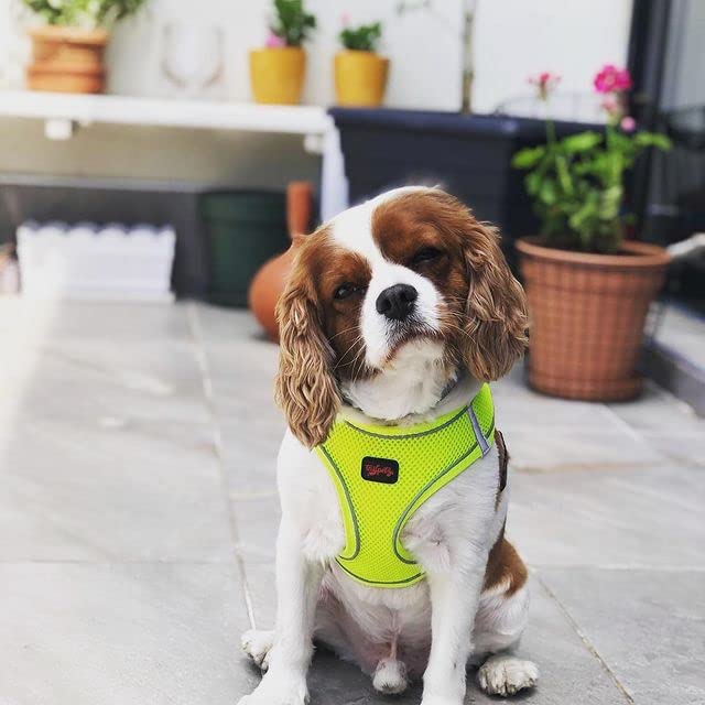 Tailpetz dog harness neon lime adjustable chest ensures comfortable fit.