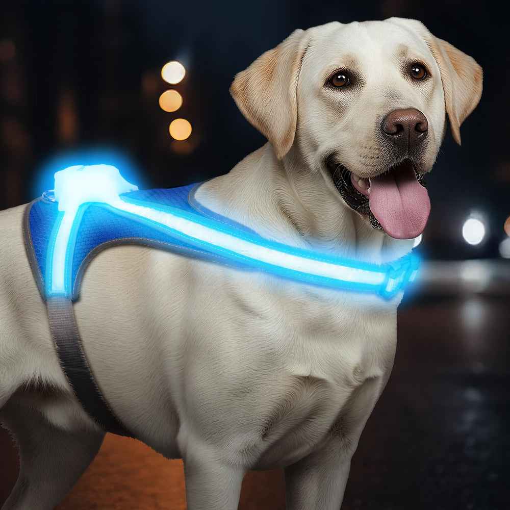 Tailuxe Light Up Dog Harness shows 360° visibility for safer night walks.