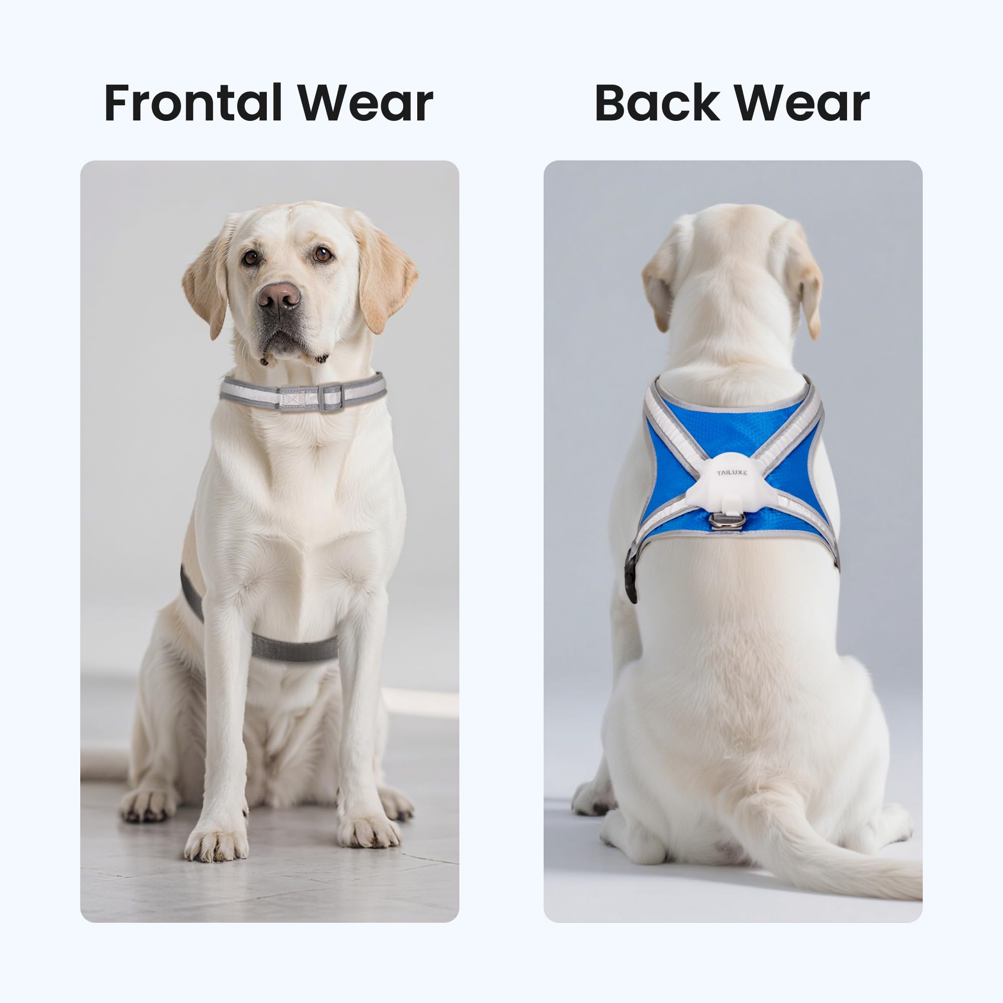 Tailuxe blue large-sized harness shown ready for safe outdoor adventures.