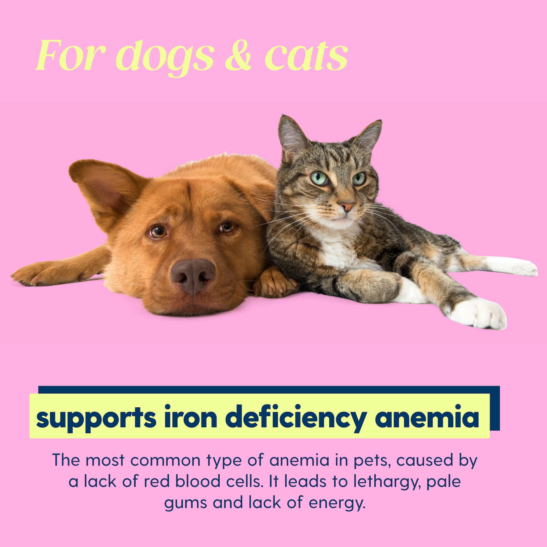 Taily AminoPets liquid iron on cat or kitten with gentle support
