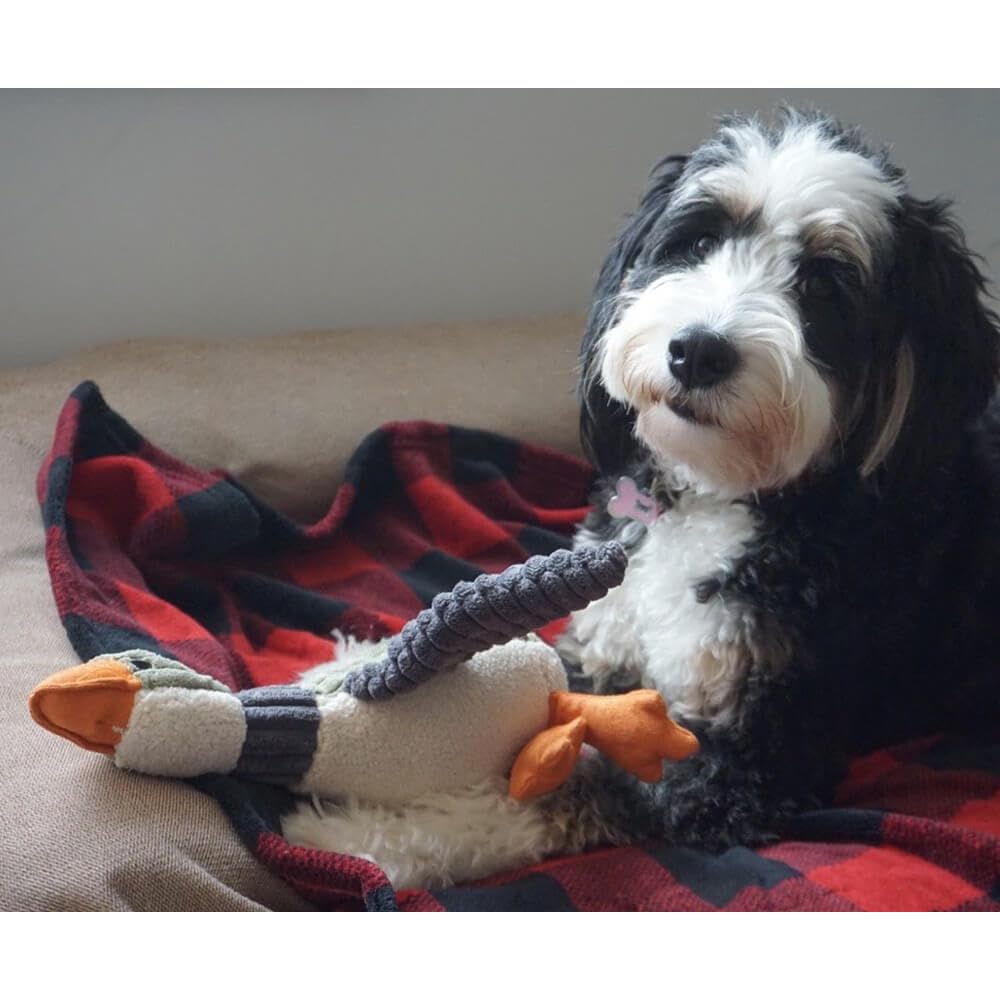 Tall Tails duck toy with dog enjoying playtime and cuddles