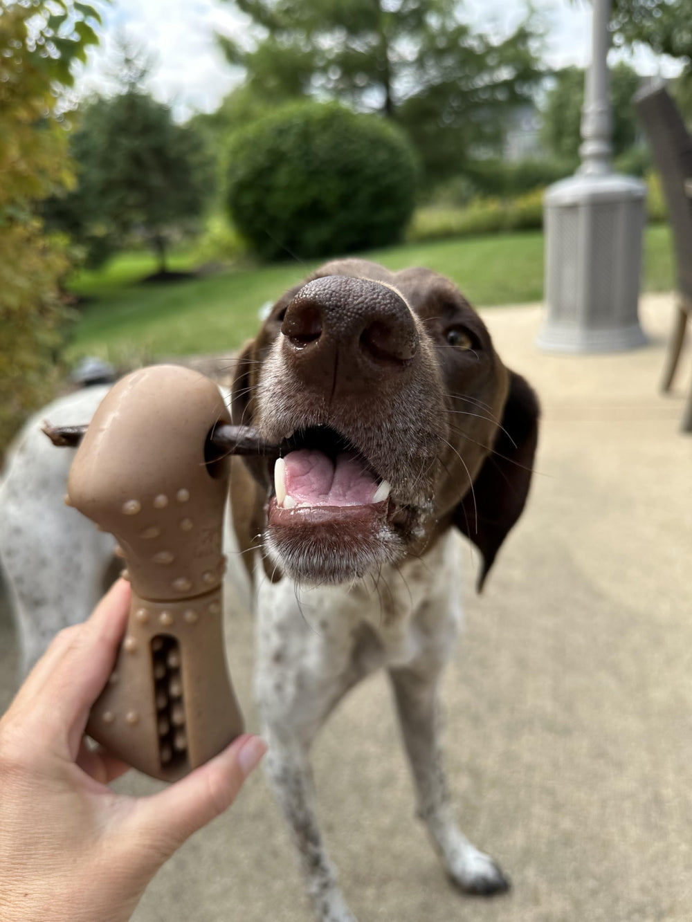 Tall Tails dog enjoying chew with holder to reduce chomp hazards