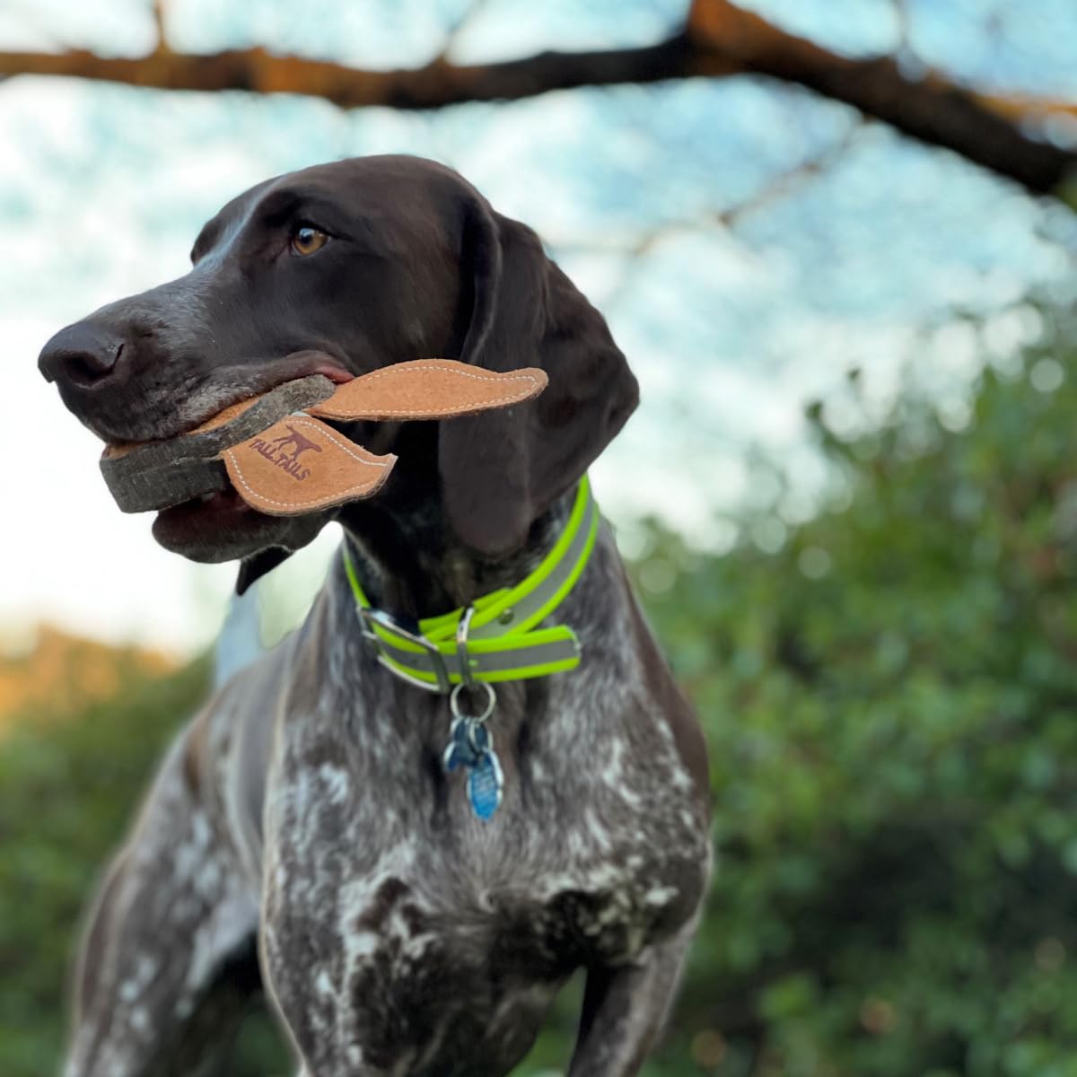 Tall Tails Scrappy Fetch Toy during outdoor play for active dogs