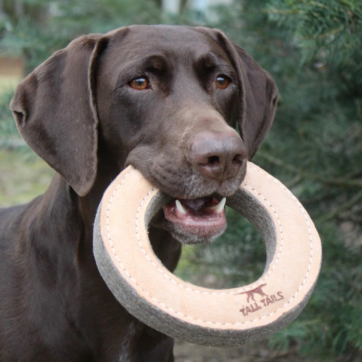 Tall Tails Ring Natural Leather Fetch Toy held in hand during training or backyard play