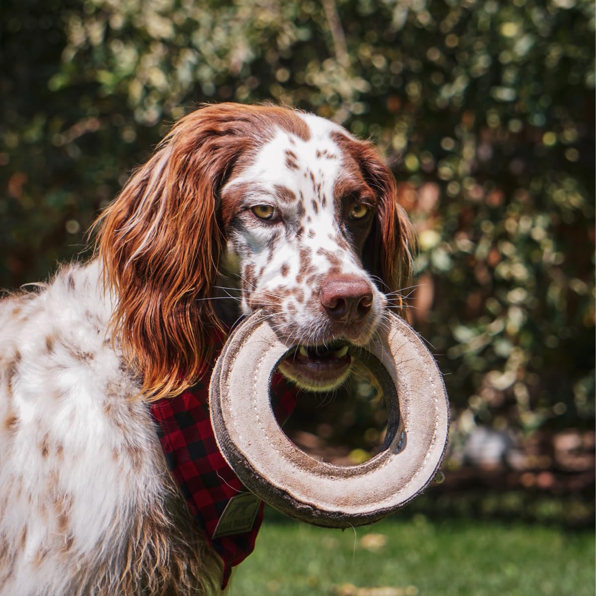 Tall Tails Ring Natural Leather Fetch Toy spot-clean friendly for easy post-play maintenance