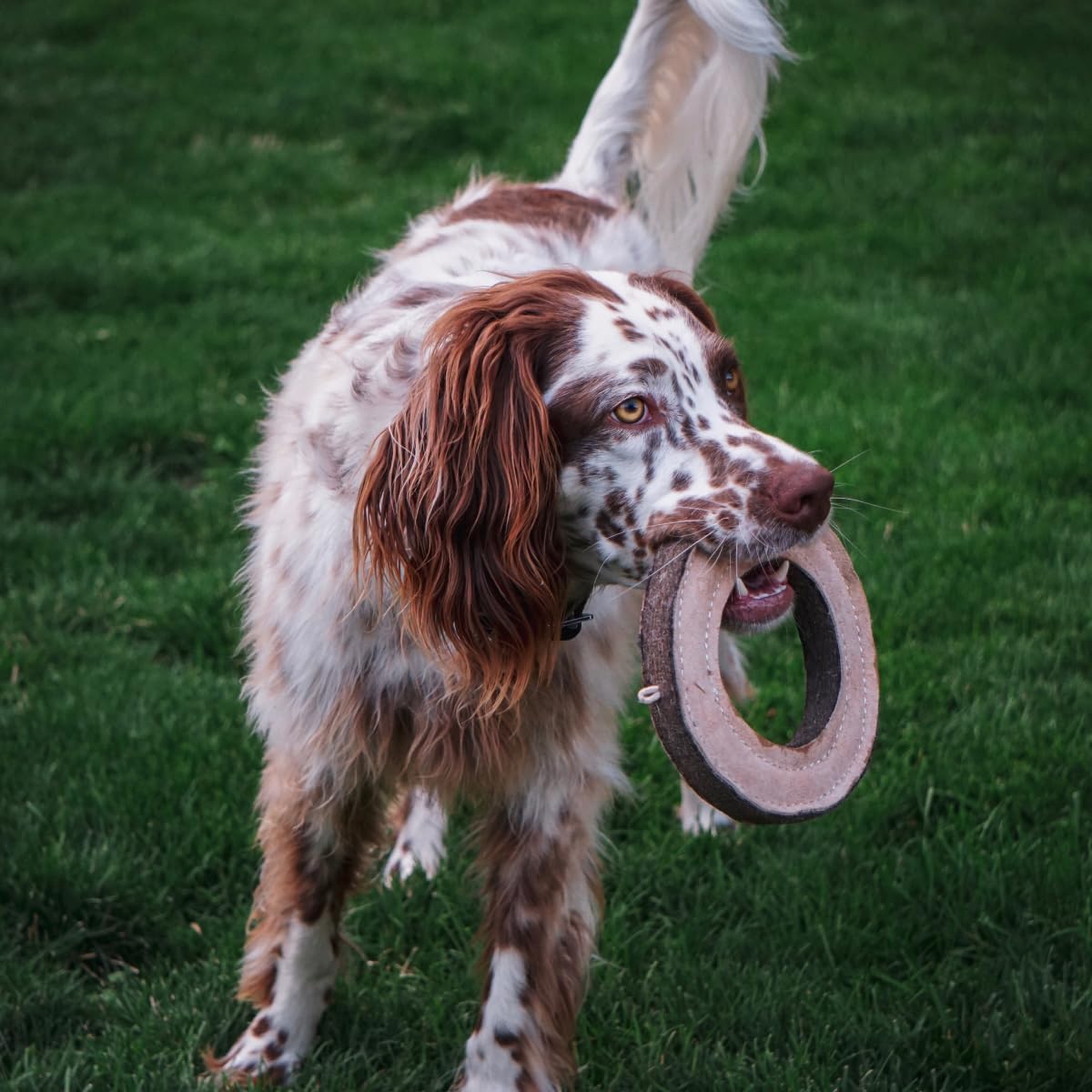 Tall Tails Ring Natural Leather Fetch Toy ideal for supervised interactive games