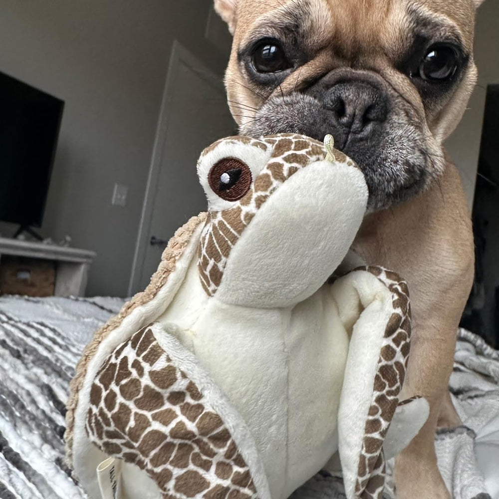 Tall Tails sea turtle toy during dog playtime with cuddling appeal.