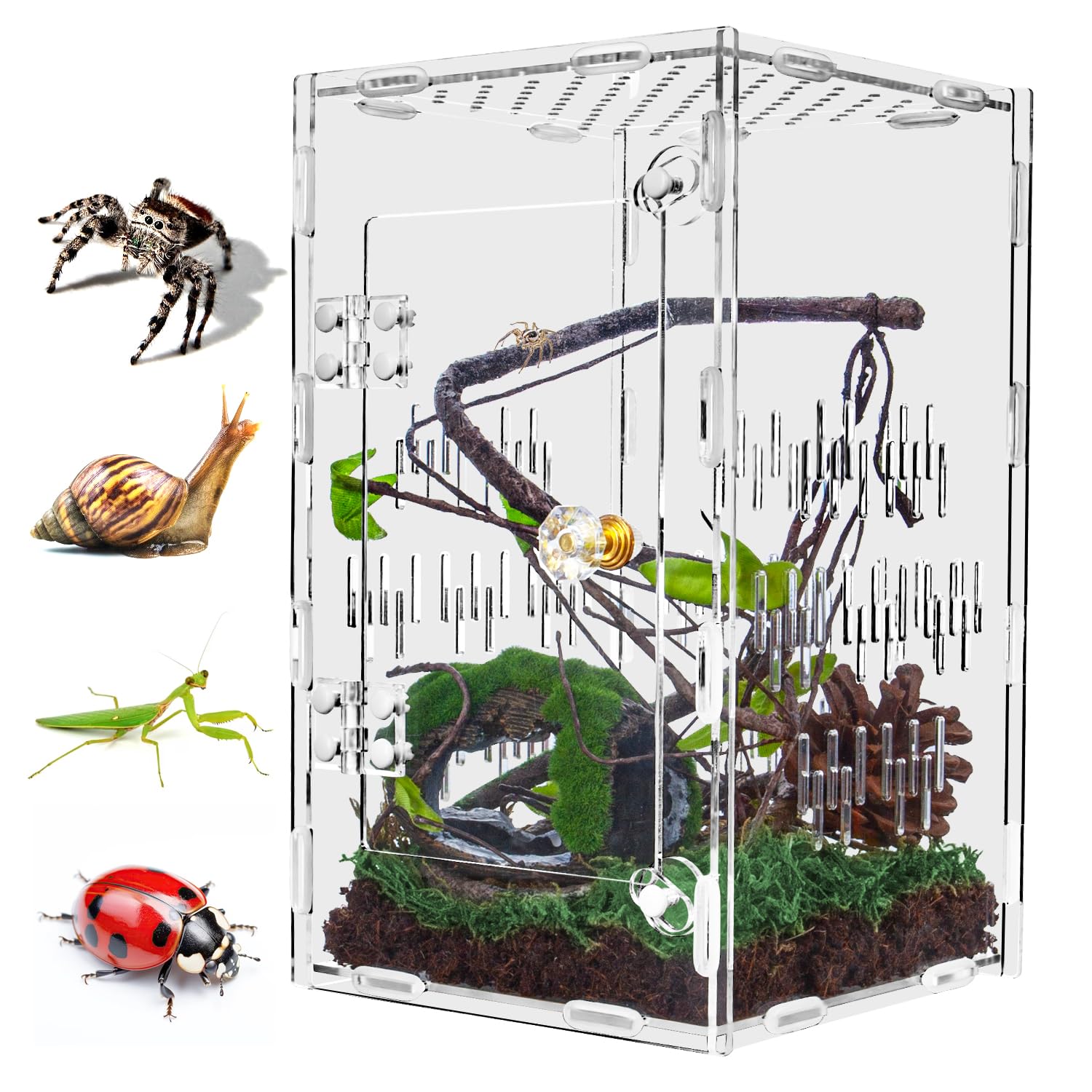 TCooSo Jumping Spider Enclosure front door enables easy feeding and cleaning