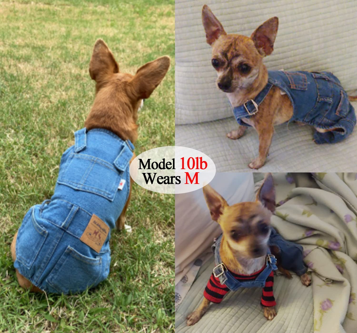 Tealots dog denim overalls on a sunny walk, comfortable fit for small and medium dogs