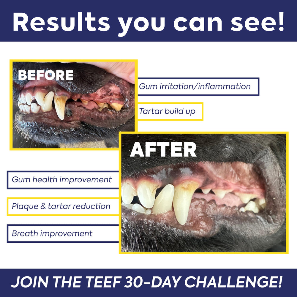 TEEF FOR LIFE Protektin42+K with cats' water mix promotes oral health.