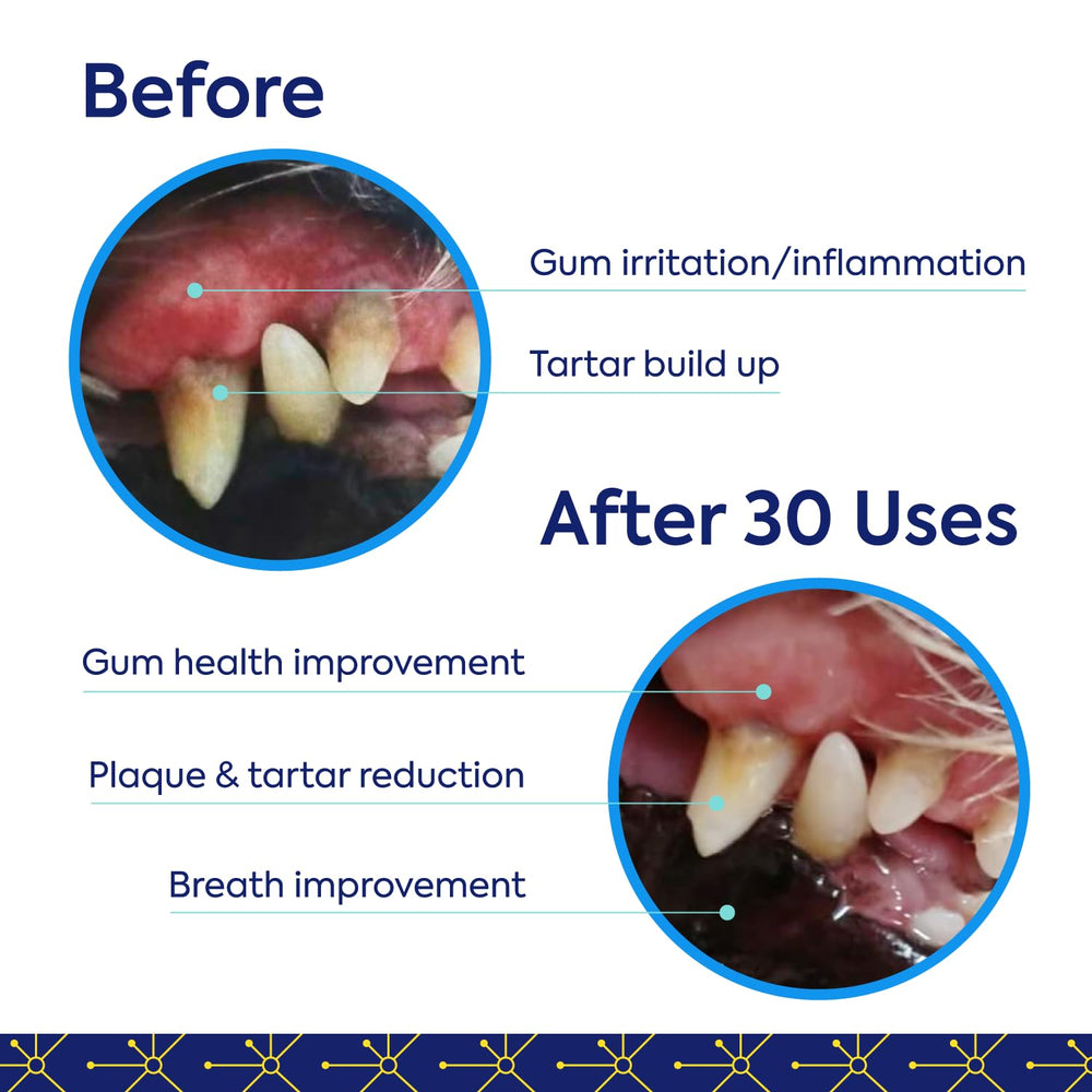 Protektin42K added to pet bowl supports fresh breath and plaque management.
