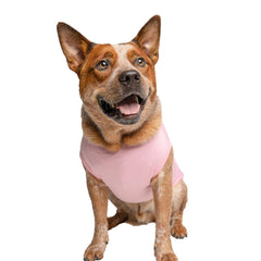 Tees & Tails pregnancy-announcement dog tee highlights growing family with stylish charm.