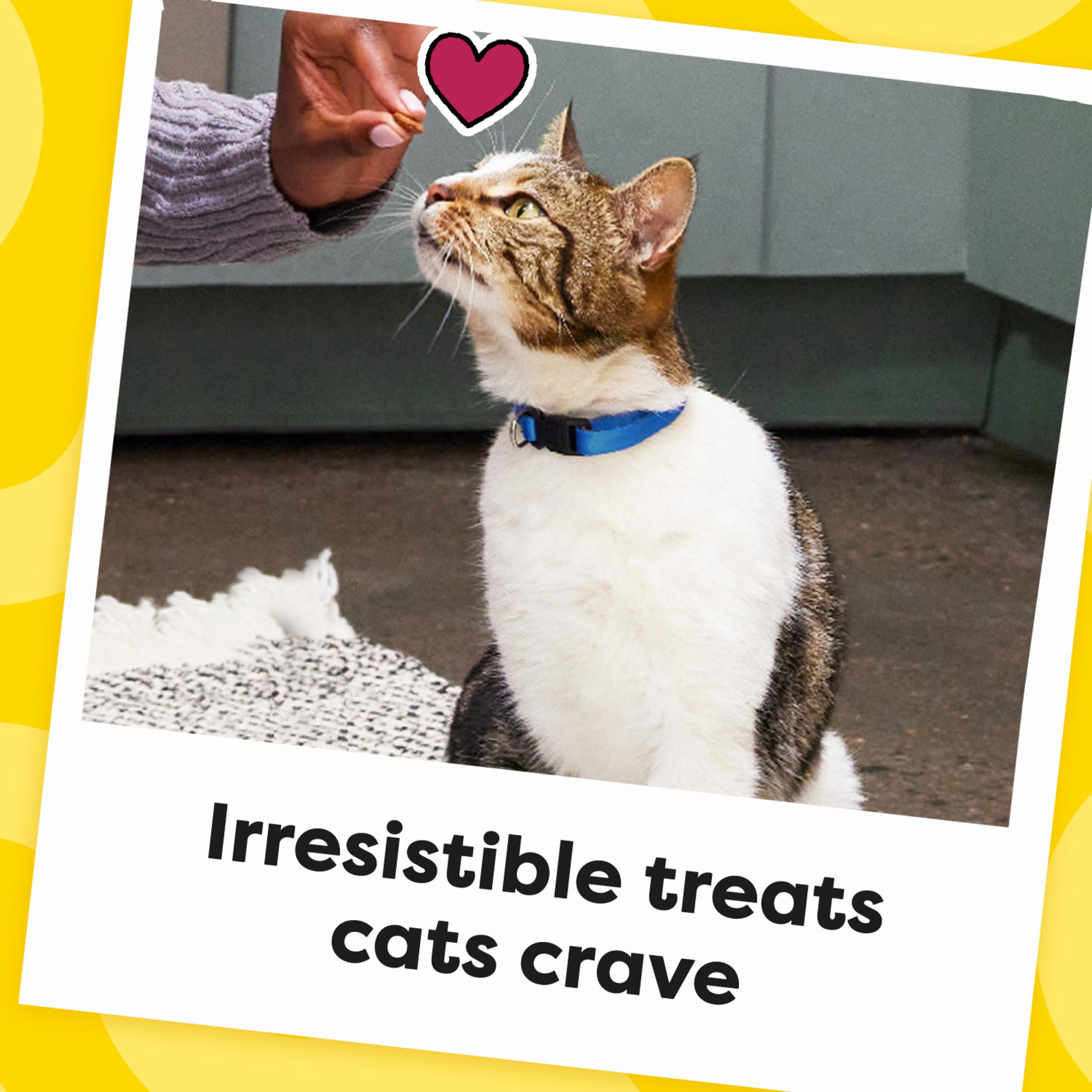 Temptations treats as training rewards reinforce positive behavior.