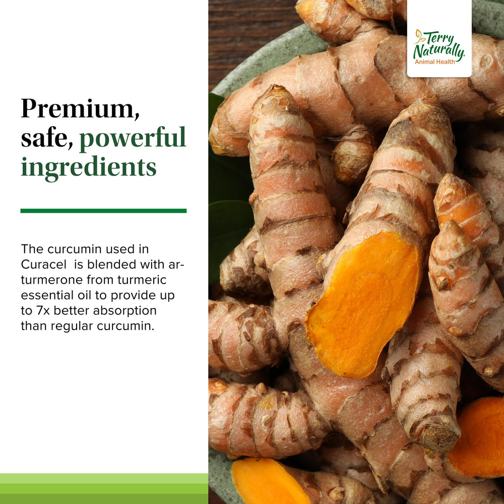 Terry Naturally Curacel Curcumin dog scene depicts daily routine use.