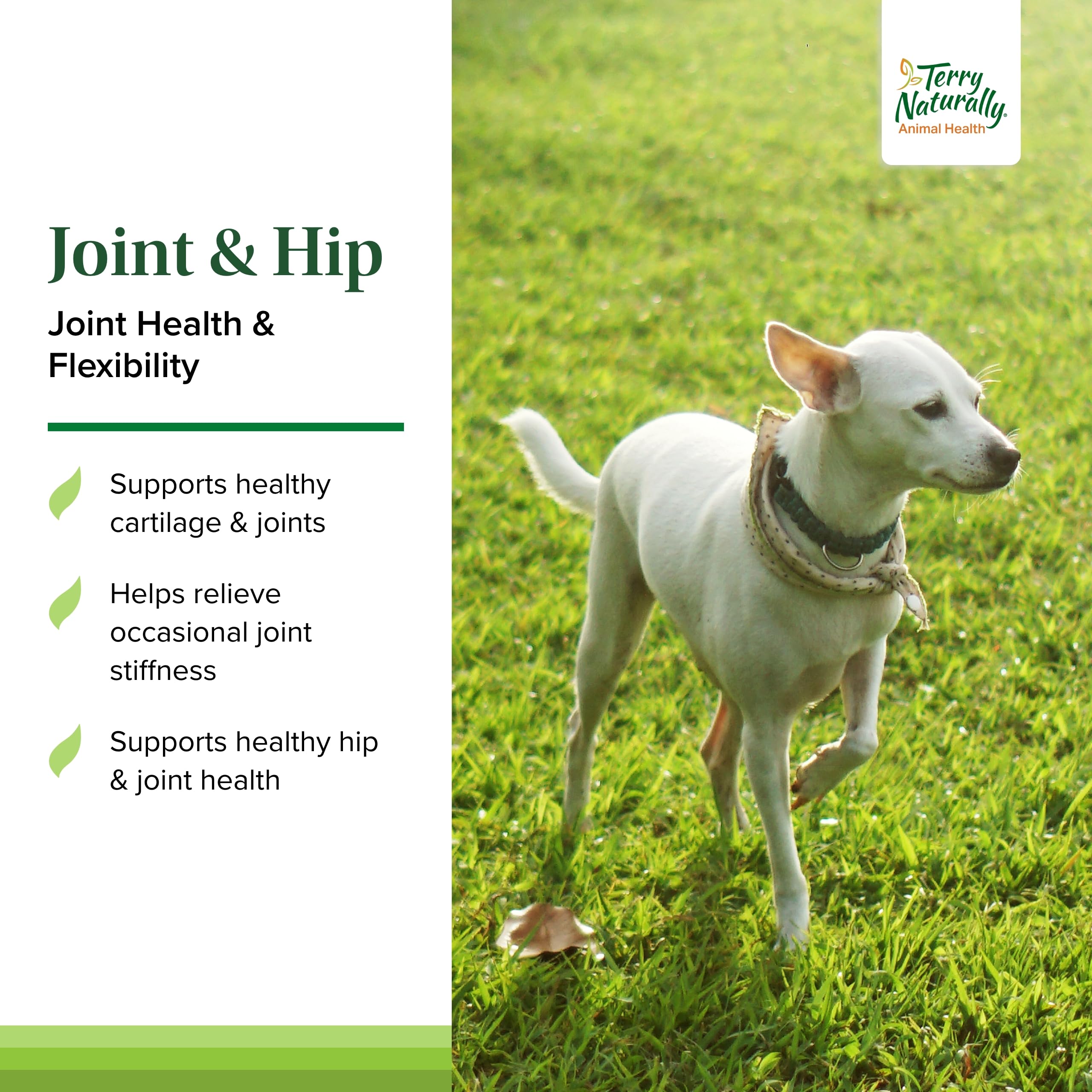 Terry Naturally curcumin dog health image suggests mobility support.