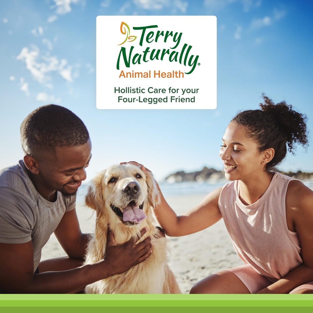Terry Naturally dog active-play scene after using the supplement.