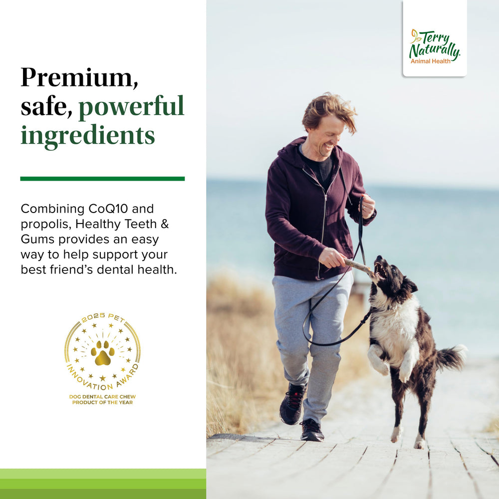 Terry Naturally dog dental health and gums image reflects routine care.