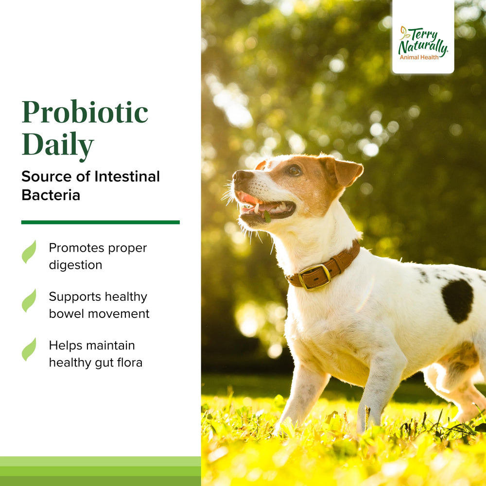 Terry Naturally Probiotic Daily dog bowl image emphasizes consistent bowel health with daily chews.