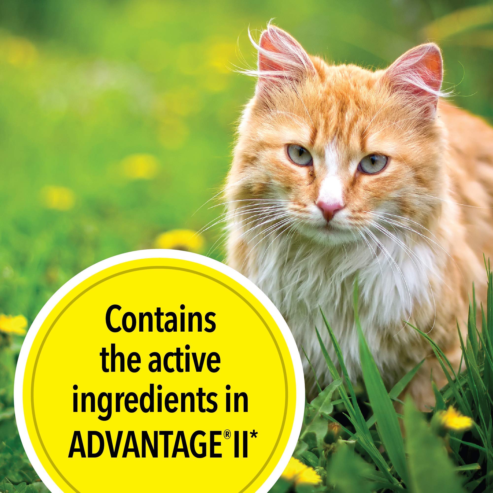TevraPet Actispot II six-doses pack provides months of protection.