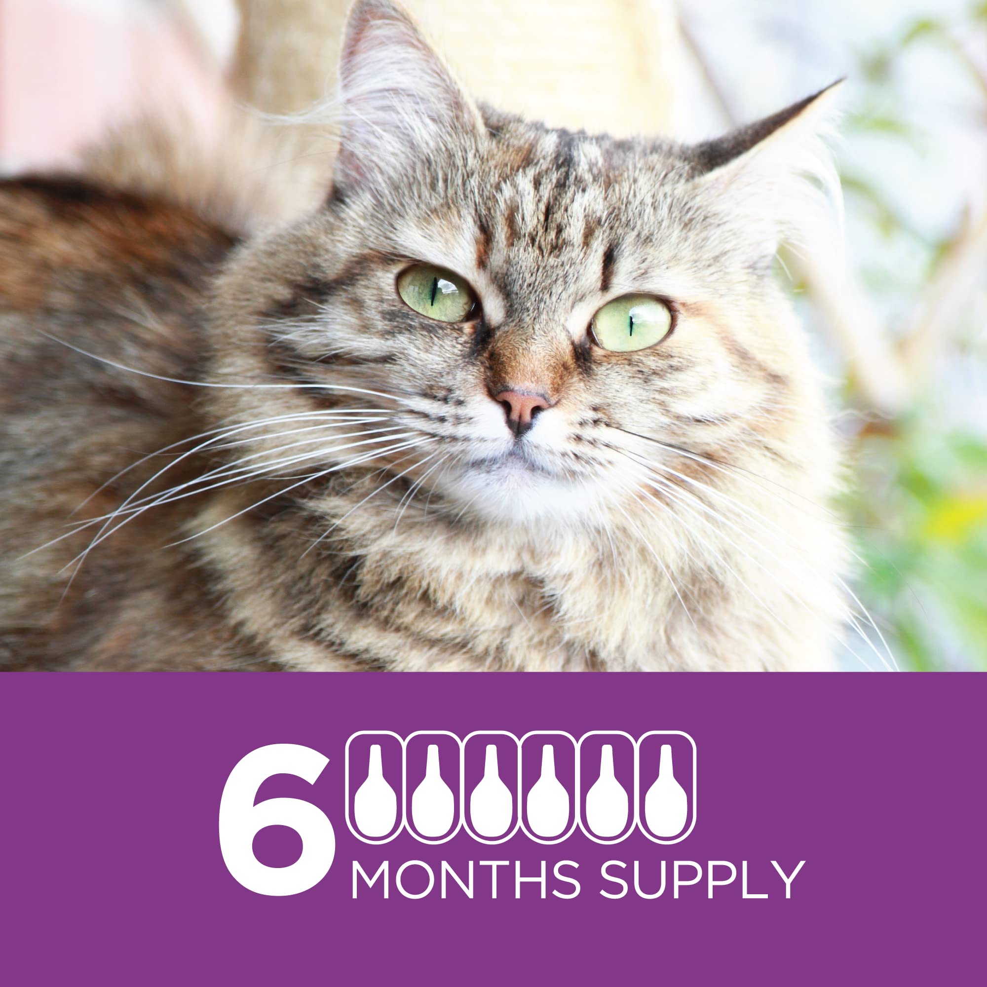 TevraPet Actispot II waterproof topical application demonstrates durable protection.