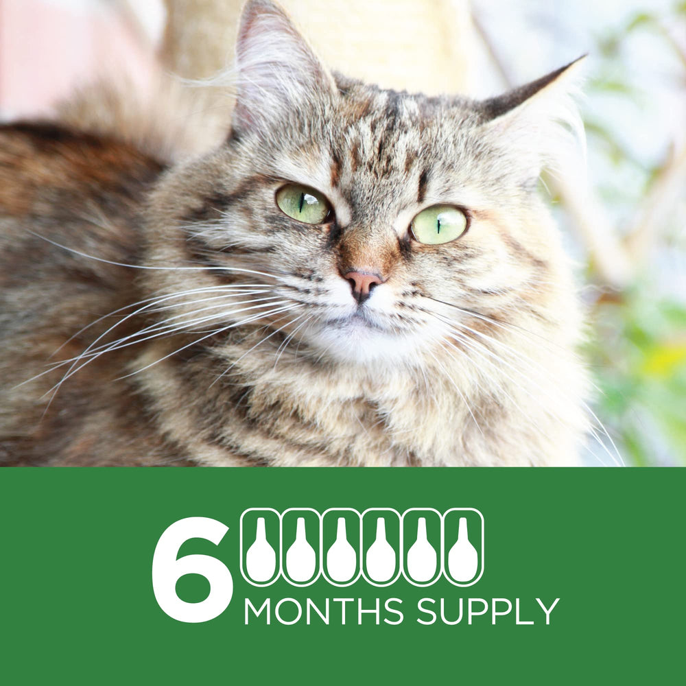 TevraPet Actispot II waterproof topical for cats who swim or bathe.