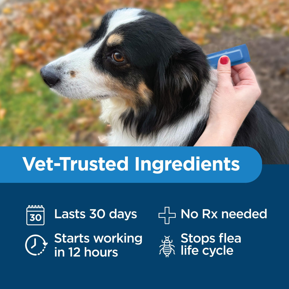 TevraPet Activate II infographic highlights rapid action against fleas eggs and larvae.