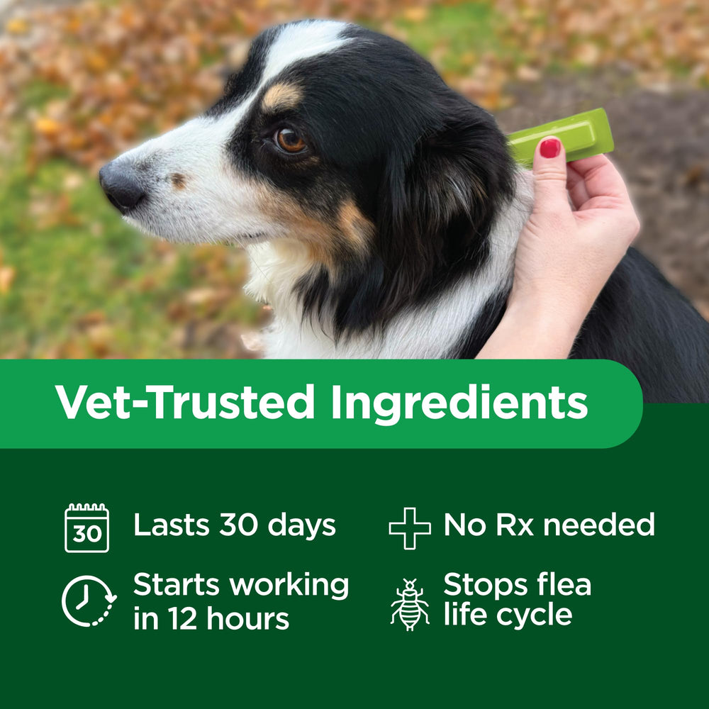 TevraPet Activate II waterproof solution on dog maintains protection during baths.