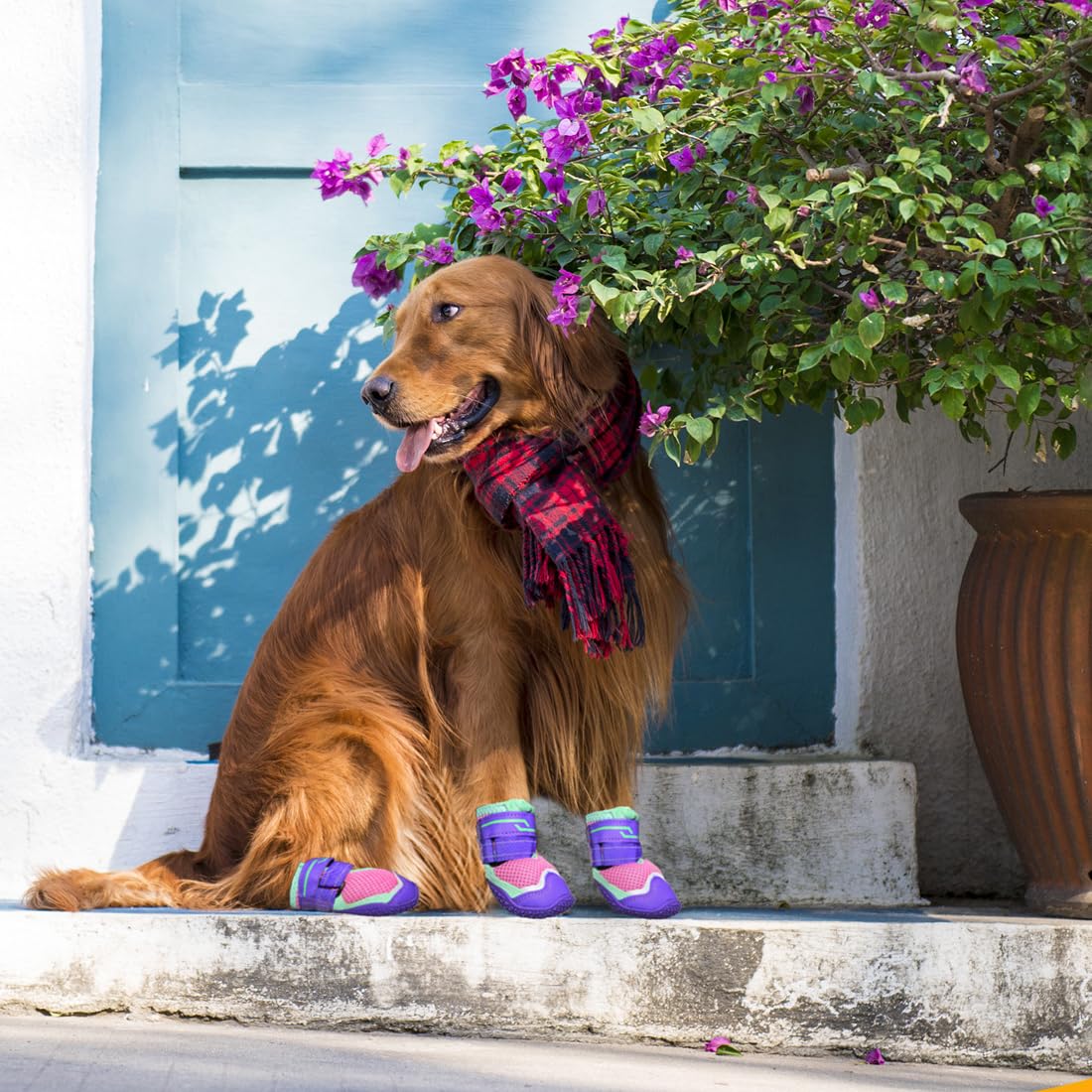 TEWIWAP dog shoes adjustable straps secure fit for active dogs on hikes.