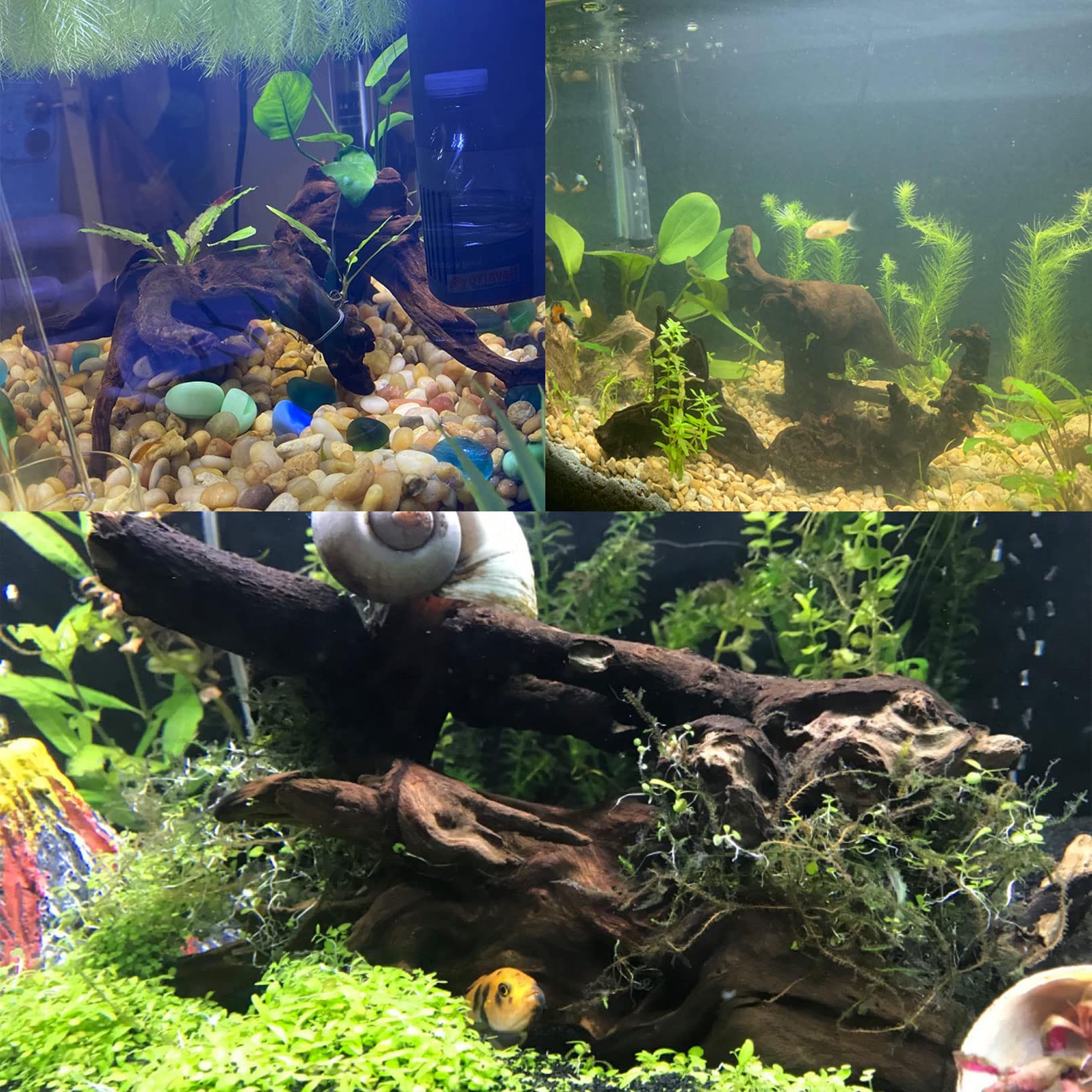 Tfwadmx driftwood setup suited for elegant aquarium accents and natural habitats
