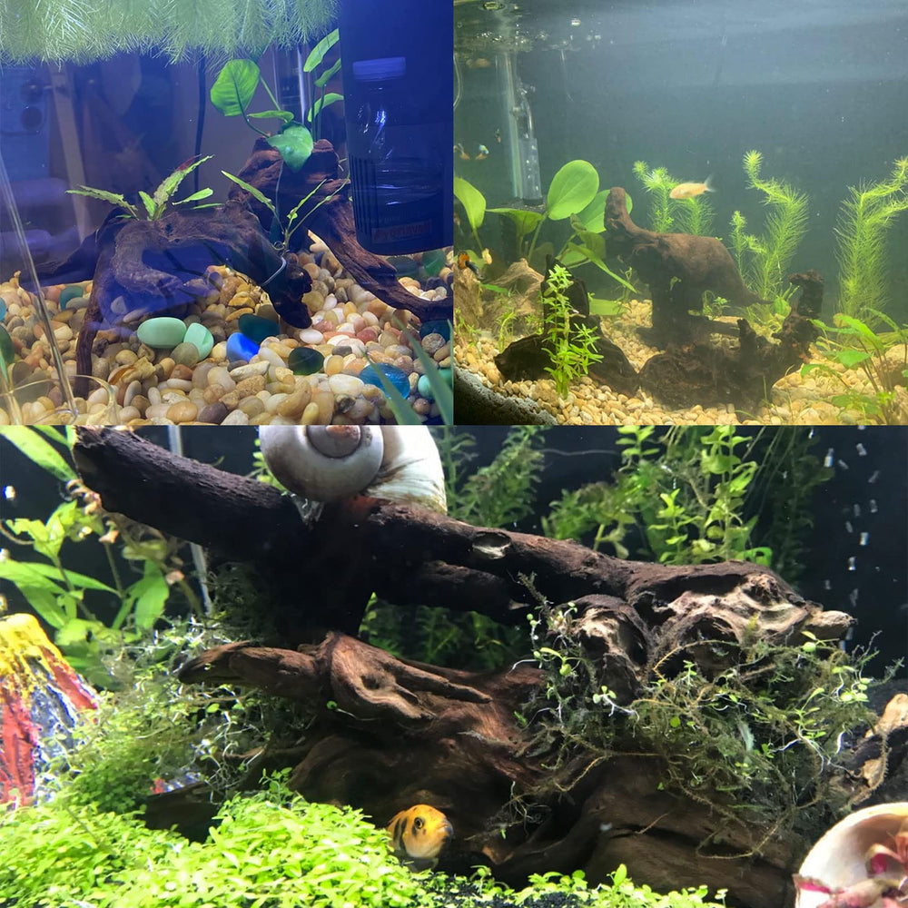 Tfwadmx driftwood setup suited for elegant aquarium accents and natural habitats
