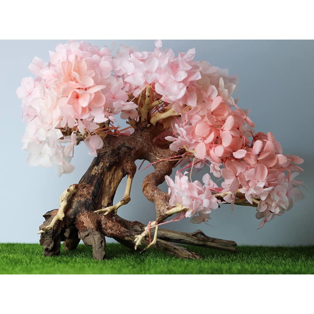Thathuwood bonsai driftwood tree care tips image demonstrates safe placement and routine cleaning.