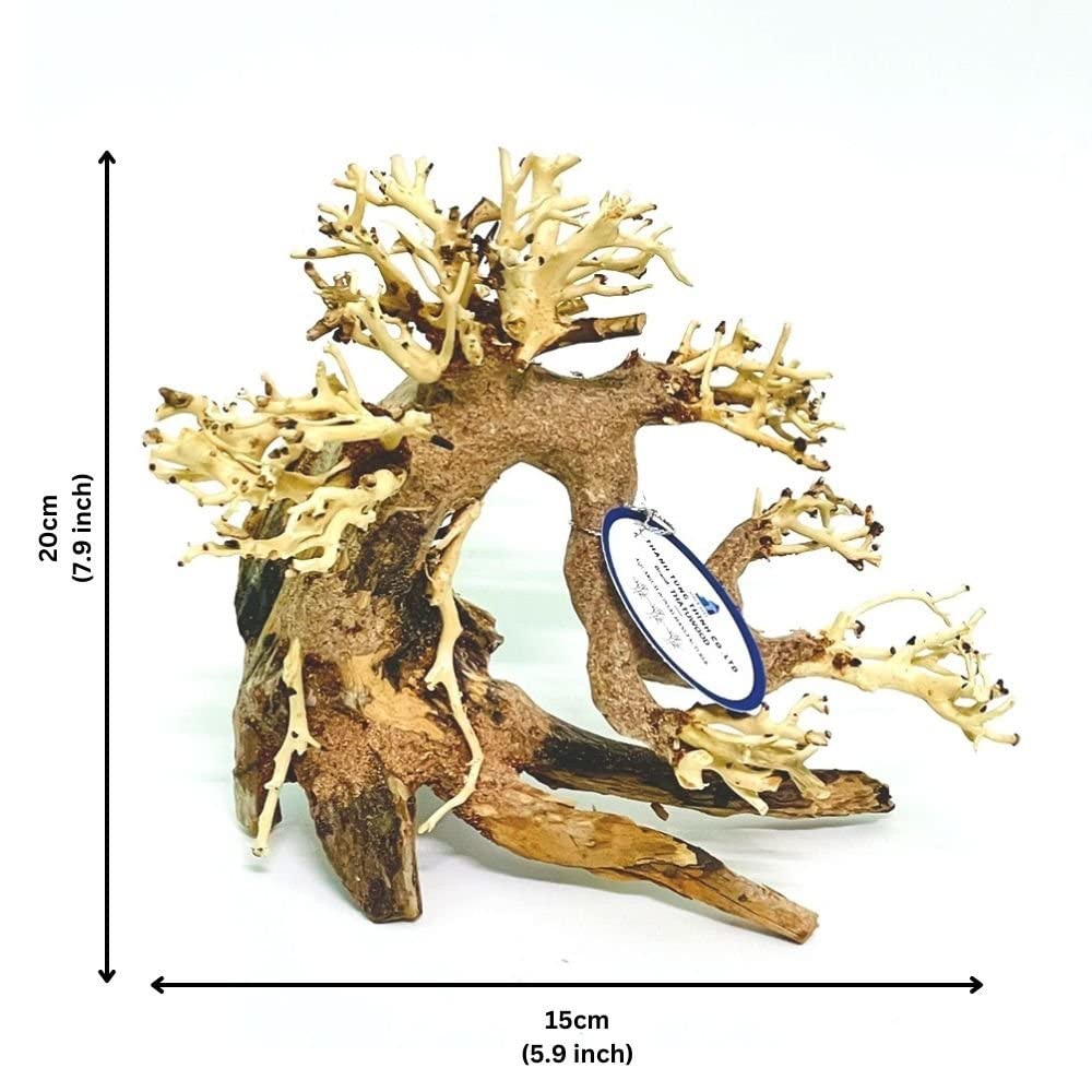 Thathuwood bonsai driftwood tree closeup bark highlights organic grain for lifelike aquascapes.