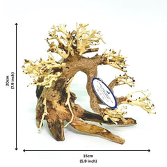 Thathuwood bonsai driftwood tree closeup bark highlights organic grain for lifelike aquascapes.