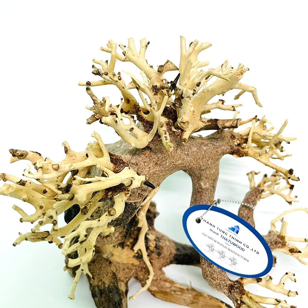 Thathuwood bonsai driftwood tree feng shui-ready decor for peaceful aquariums.