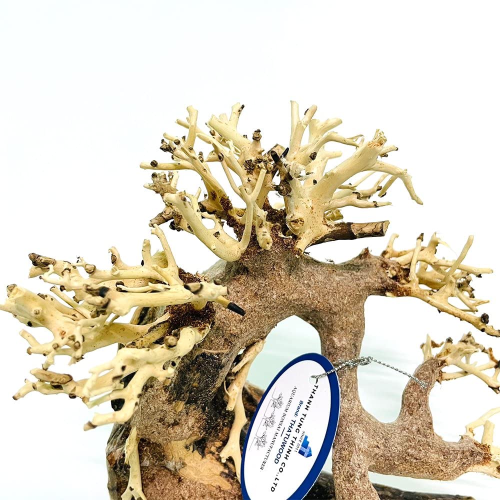 Thathuwood bonsai driftwood tree in aquarium adds natural elegance and a focal point.