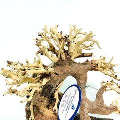 Thathuwood bonsai driftwood tree in aquarium adds natural elegance and a focal point.