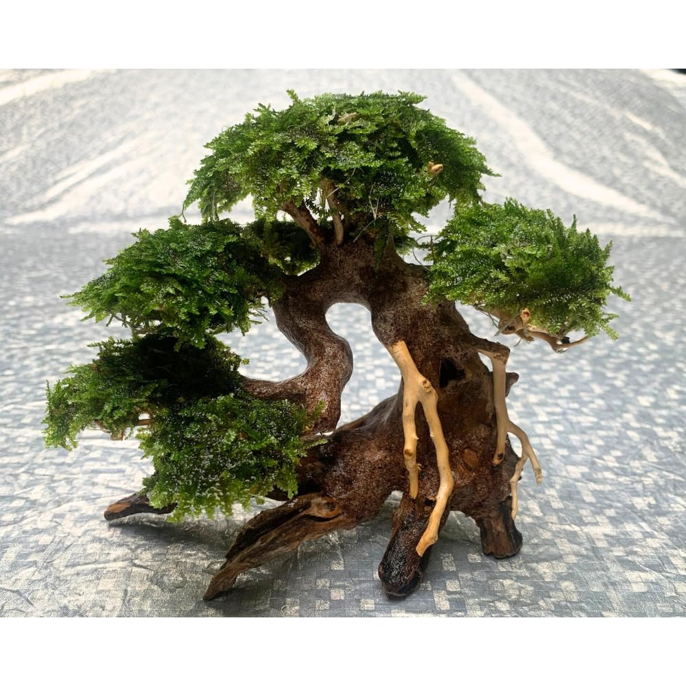 Thathuwood bonsai driftwood tree packaging-ready for safe shipping and handling.