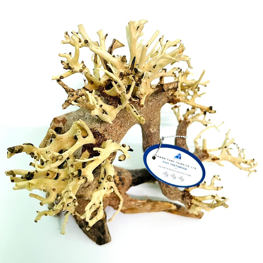 Thathuwood bonsai driftwood tree soft water choice helps maintain gentle aquarium conditions.